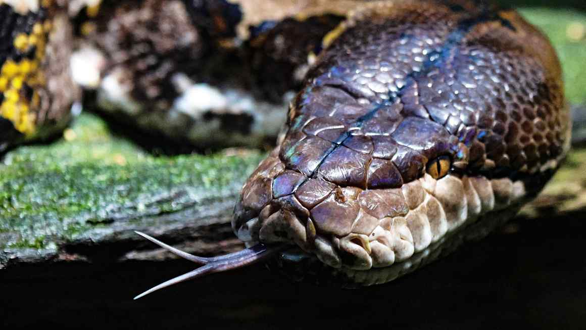 How to tame the inflation python