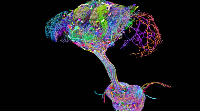 Scientists Mapped Every Neuron in a Fruit Fly and the Brain Wasn’t Running the Show