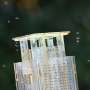 Scaling up key as French firm bets on sterile mosquitoes