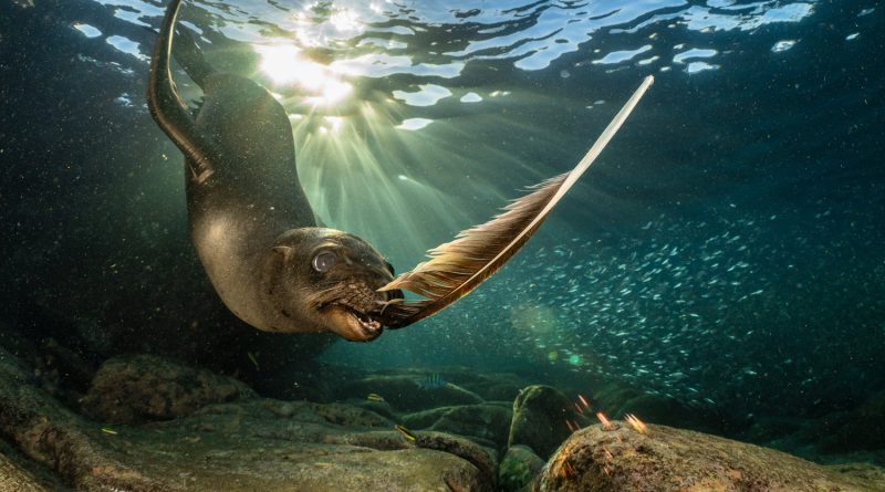 12 striking images from European Wildlife Photographer of the Year 2026